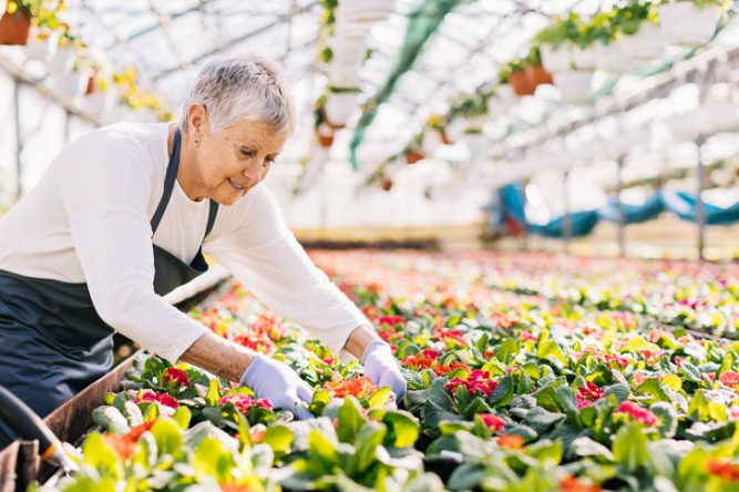 Les salariés qui travaillent à la retraite en forte hausse - AGIPI